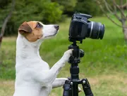 Dierenfotograaf