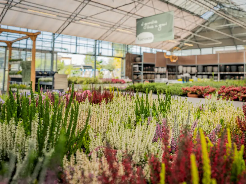 Tuinplanten