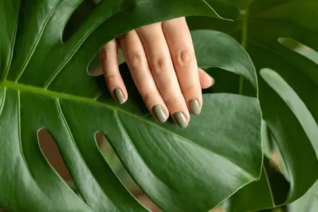 De beste tips voor een stralende Monstera
