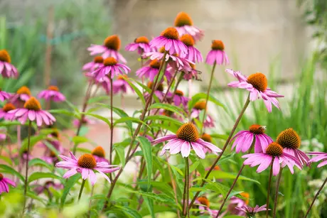 De mooiste nazomerbloeiers