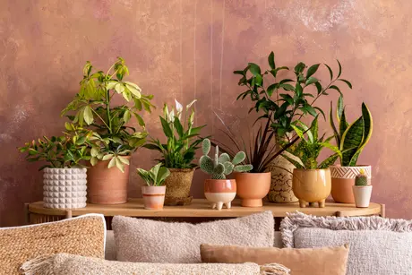 Kamerplanten zorgen voor meer sfeer in huis