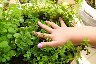 Mini-moestuintje maken in een pot (met de kinderen!)
