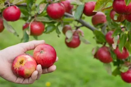 Top 5 kleine fruitbomen