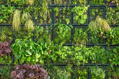 Verticale tuinen: de oplossing voor kleine buitenruimtes