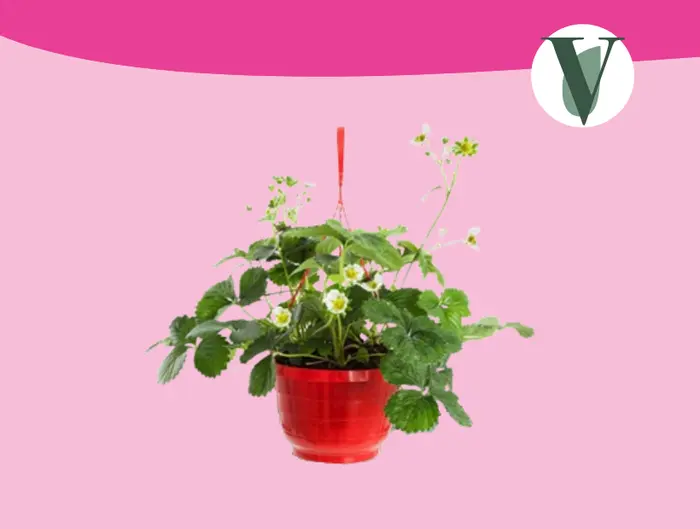 Aardbei in hangpot