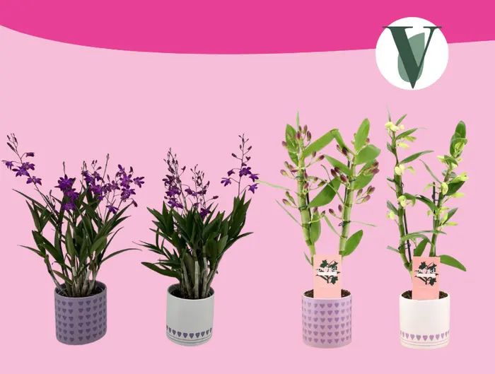 Exclusieve Orchidee in pot