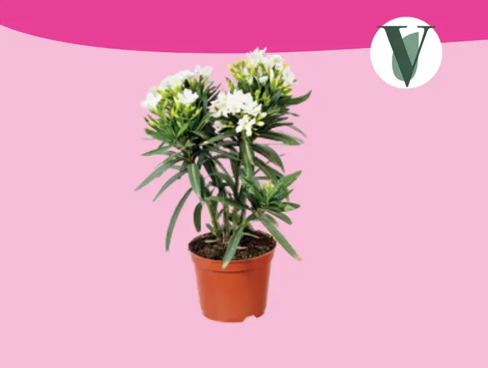 Oleander