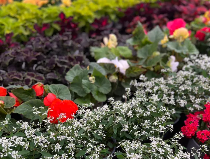 Perkplanten - diverse soorten