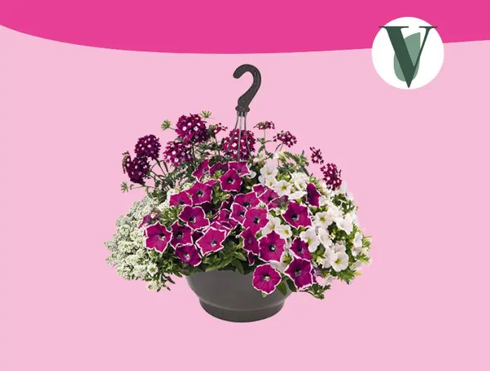 Zomerbloeier in hangpot