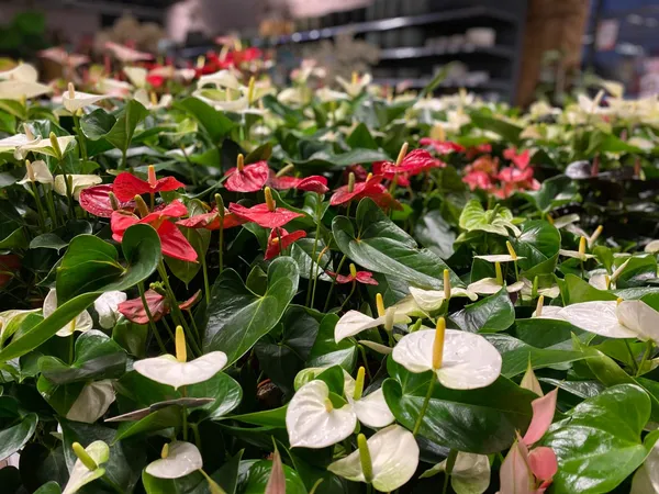 Bloeiende kamerplanten