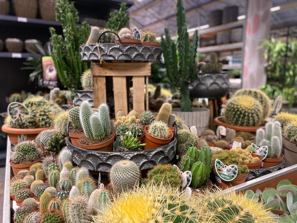 Cactussen en vetplanten