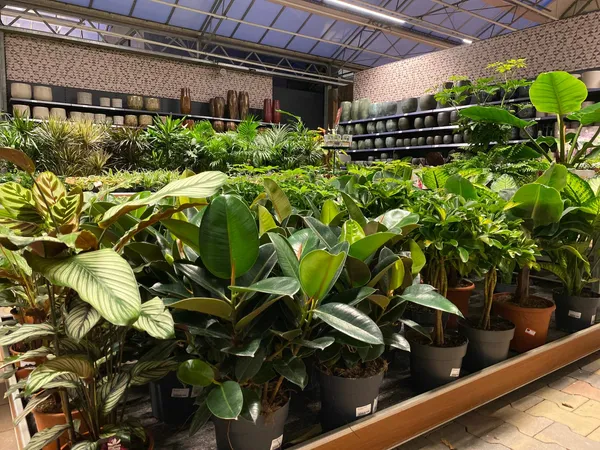 Kamerplanten kopen? Kom langs in ons tuincentrum!