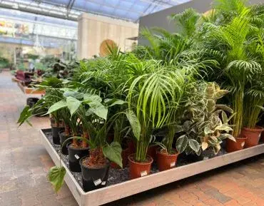 Kamerplanten kopen? Kom langs in ons tuincentrum!