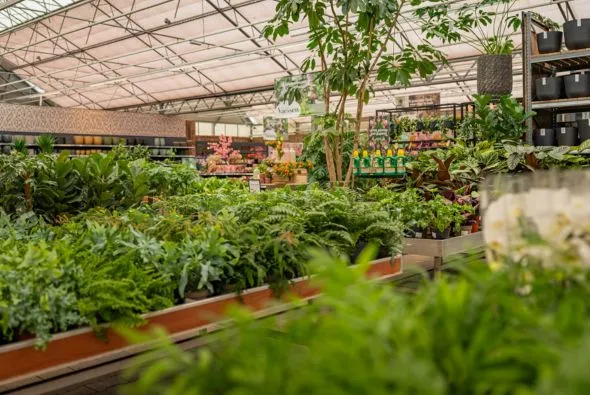 Kamerplanten kopen? Kom langs in ons tuincentrum!